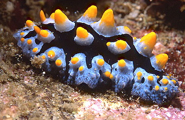  Fryeria menindie (Sea Slug)